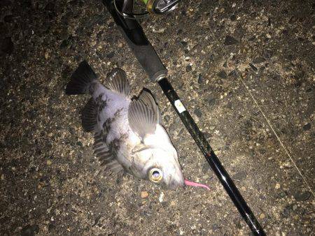 久しぶりにメバル